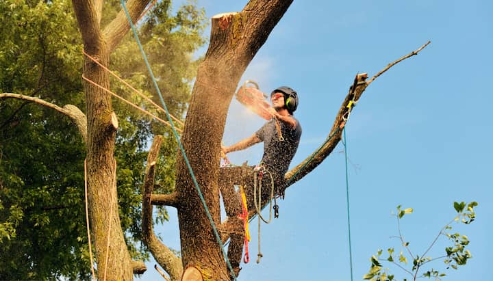 Port Saint Lucie tree removal experts solve tree issues.