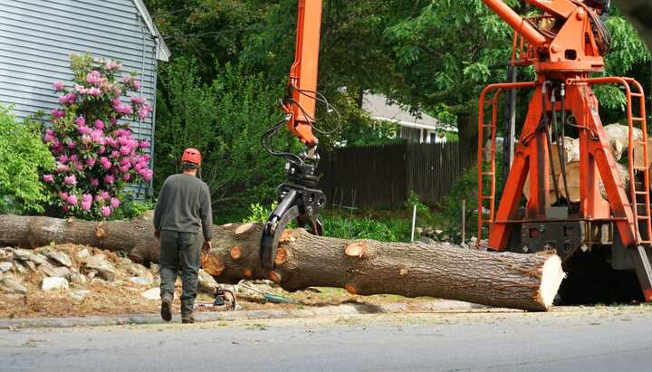 Local partner for Tree removal services in Port Saint Lucie