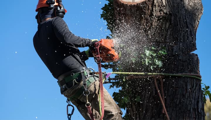 Professional Tree removal solutions in Port Saint Lucie